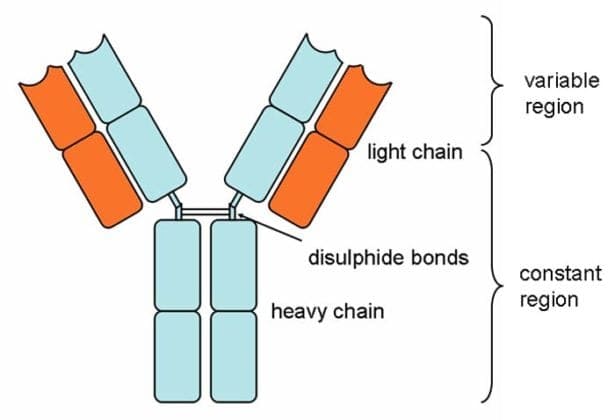 Types of Antibodies in Blood | Properties, Structures & Functions ...