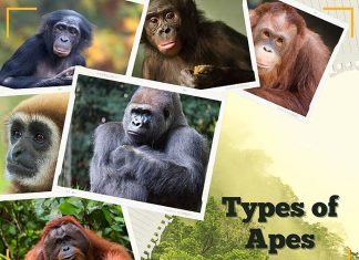 Types of Apes