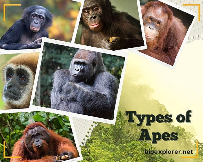Types of Apes, Gibbons, Gorillas, Orangutans, Chimp