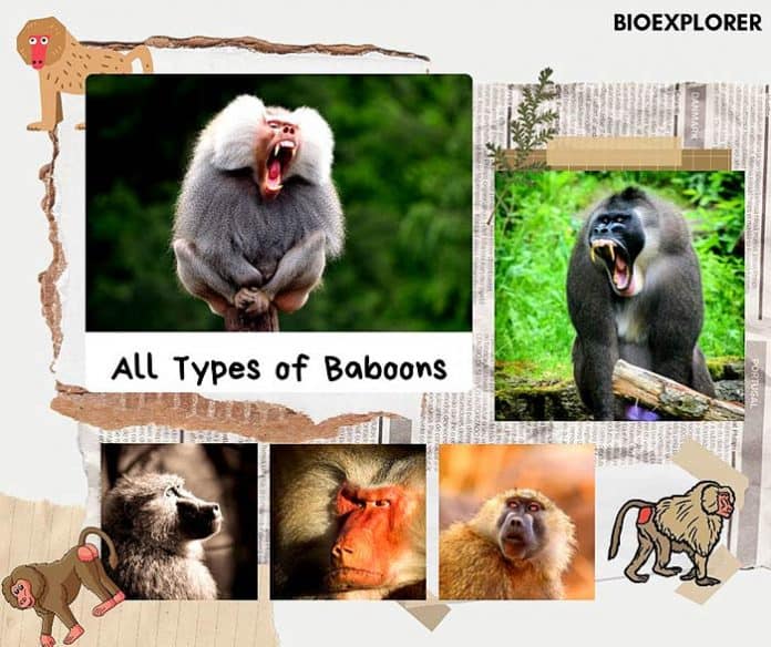 Baboons Types Of Baboons Characteristics Diet Species