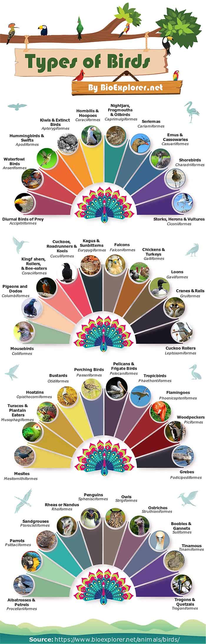 Types Of Birds 40 Different Kinds Of Birds Orders Of Bird Species
