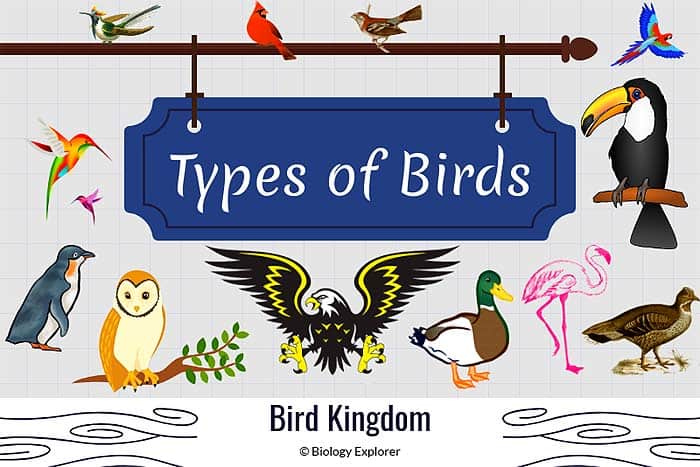 Types of Birds | 40 Different Kinds of 