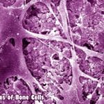 types of bone cells