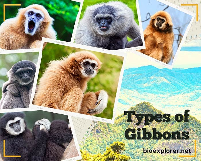Types of Gibbons