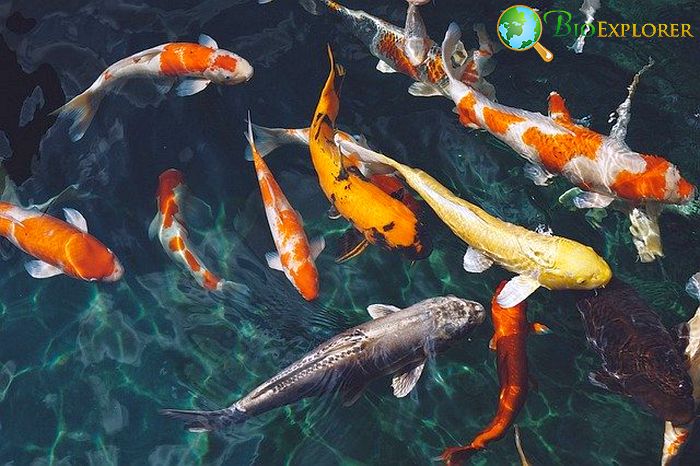 Types Of Koi Fish
