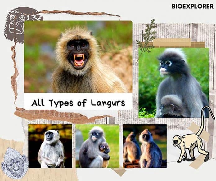 Langurs | Types of Langurs | Characteristics & Diet | BioExplorer