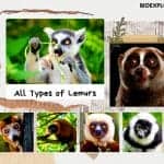 types of lemurs