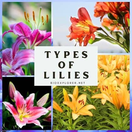 Lily Flowers | 150+ Types of Lilies | True Lilies | Non-True Lilies ...