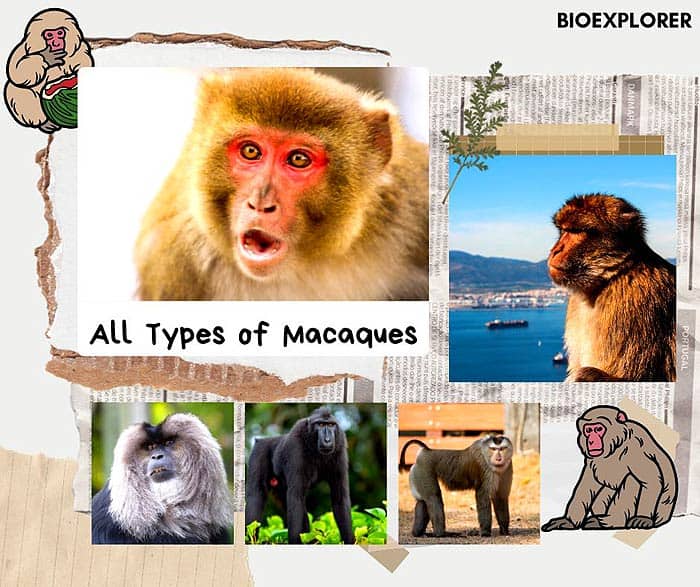 Types of Macaques