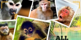 Types of Monkeys