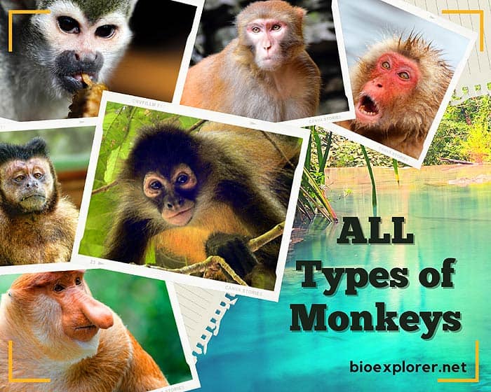 types of apes