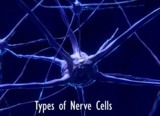Types of Nerve Cells