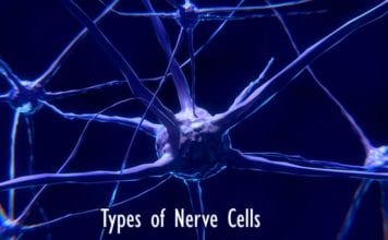 Types of Nerve Cells