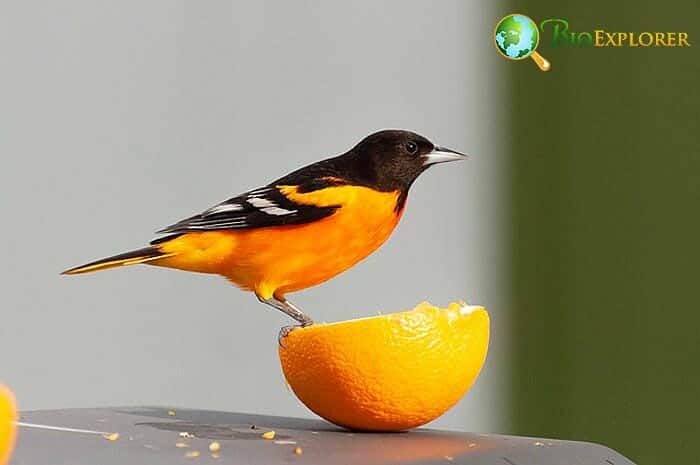 Oriole (New World) Facts, Types, Diet, Reproduction