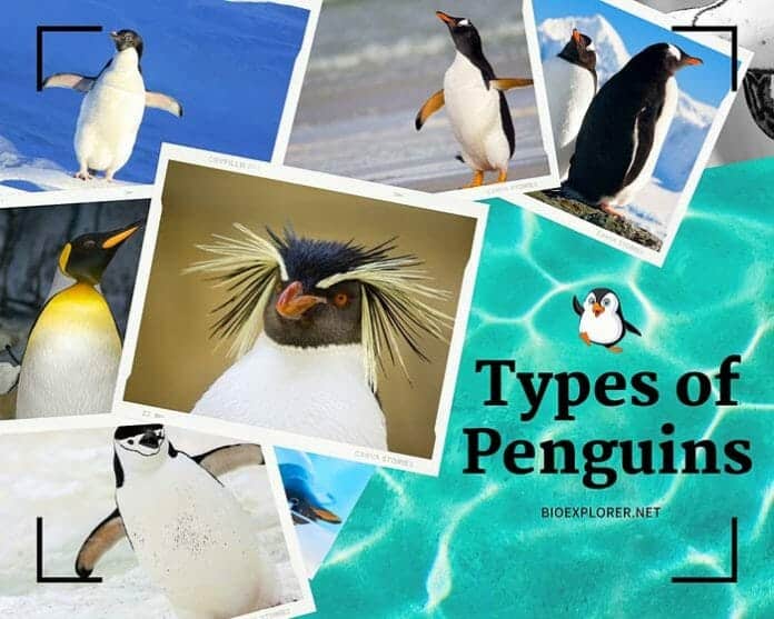 Types of Penguins | 27 Penguin Species By Taxonomists | Pictures