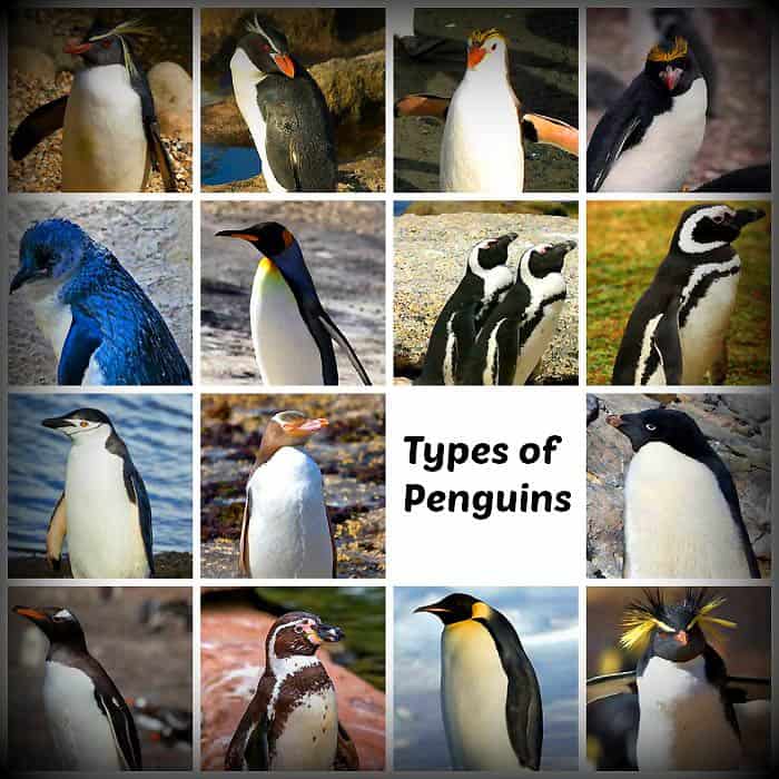 Types of Penguins | Penguin Fun Facts | Penguin Species