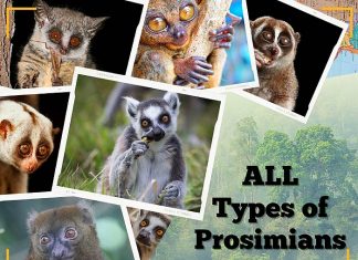Types of Prosimians