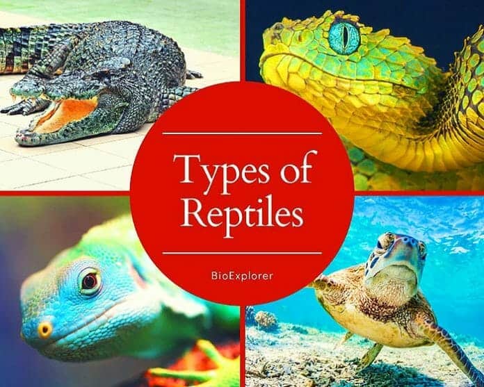 Types of Reptiles | 4 Different Kinds of Reptiles | Orders of Reptiles