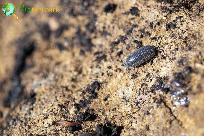 what-do-rolly-pollies-eat-what-eats-rolly-pollies-biology-explorer