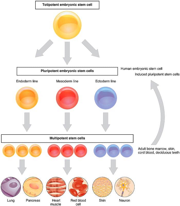 types of stem cells