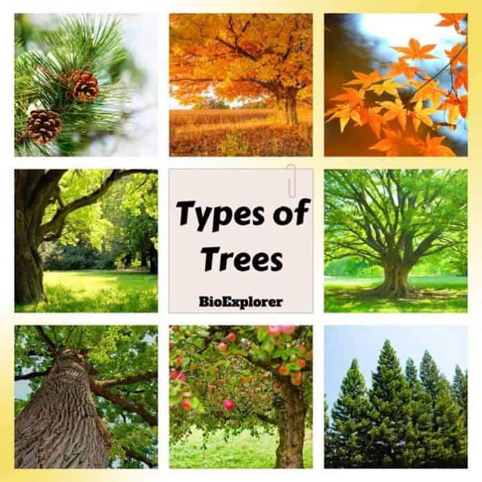 Types of Trees | Deciduous Trees | Evergreen Trees | Pictures
