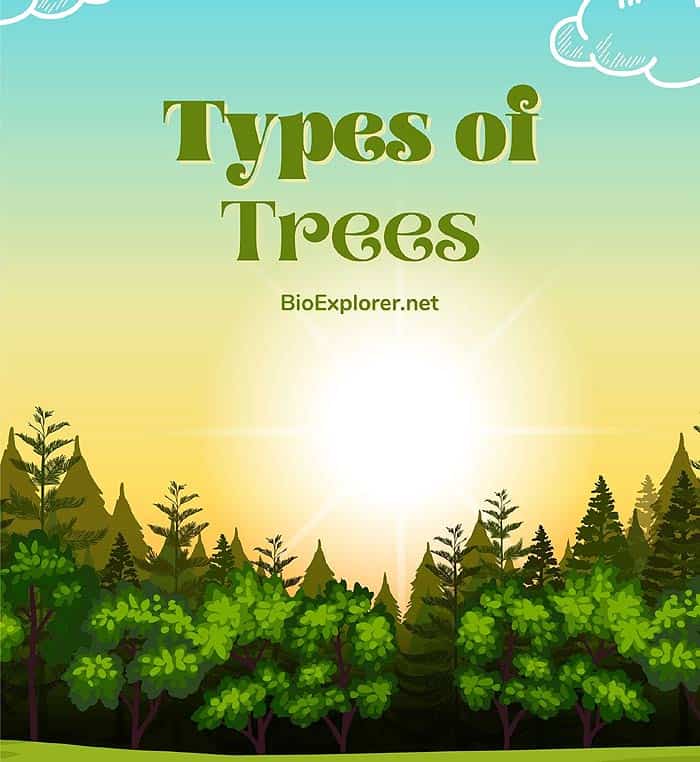 Types Of Trees Deciduous Trees Evergreen Trees Pictures