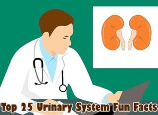 Urinary System Fun Facts