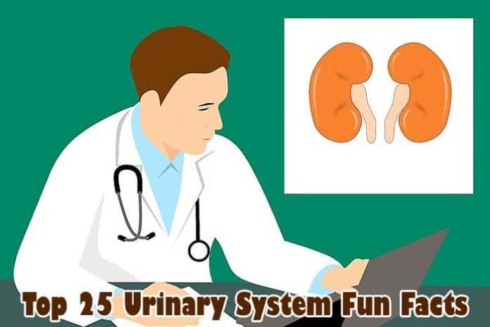 Urinary System Fun Facts