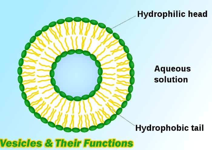 Secretory Vesicle In Animal Cell