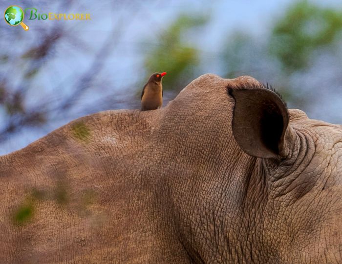 what advantage does the red-billed oxpecker have why is it an advantage?