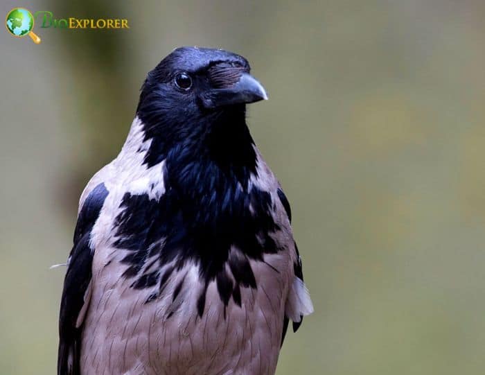 what are some interesting facts about the hooded crow?