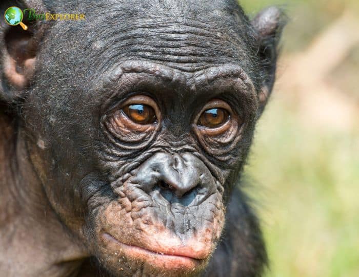 Bonobo Characteristics | Pan Paniscus Diet & Facts | BioExplorer