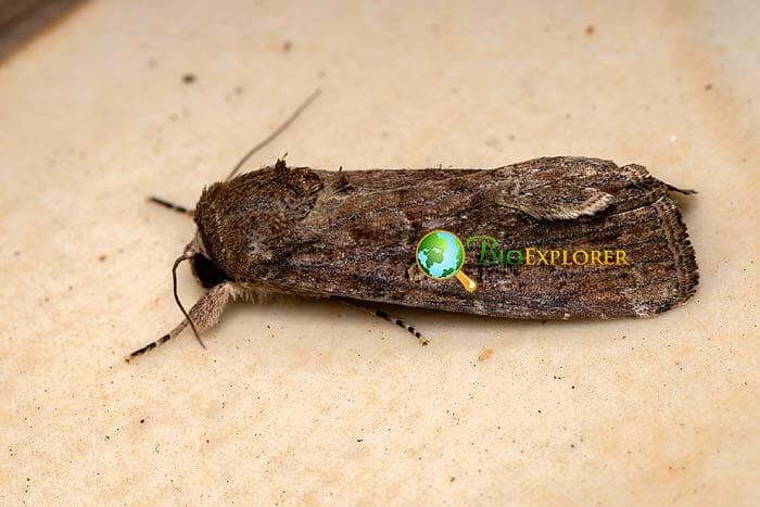What Do Fall Armyworm Moths Eat?