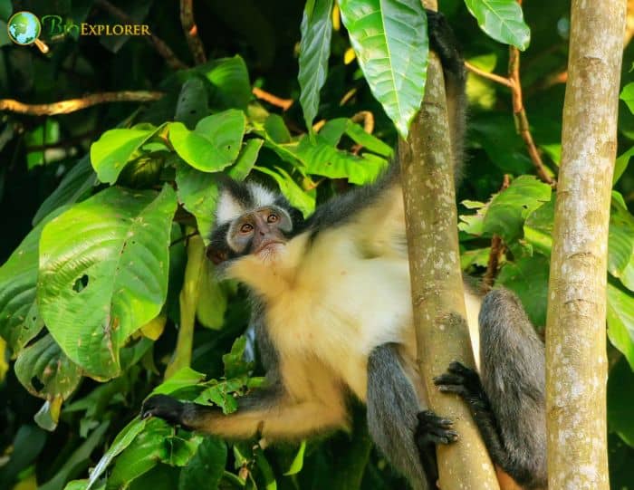 What Do North Sumatran Leaf Monkeys Eat?