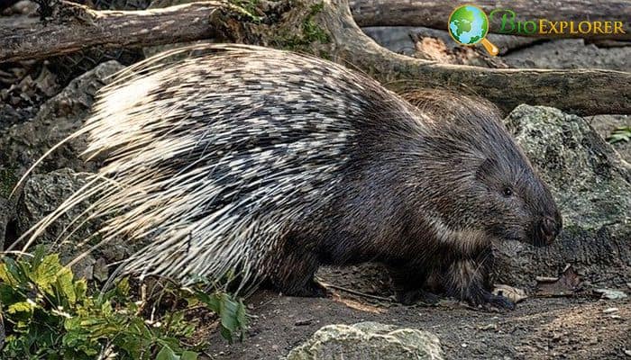 What Do African Brush-Tailed Porcupines Eat?