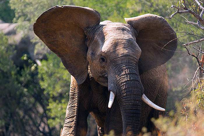 What do African bush elephants eat?