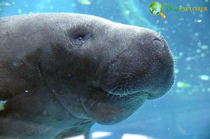 What Do African Manatees Eat ?