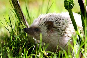 What Do African Pygmy Hedgehogs Eat?