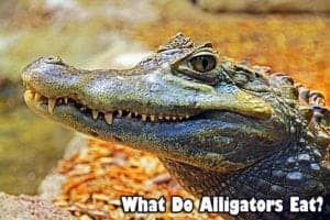 What Do Alligators Eat? | American Alligator & Chinese Alligator Diet