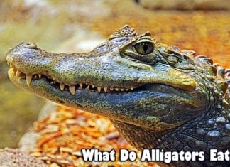 what do alligators eat?