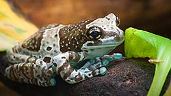 what do amazon milk frogs eat?