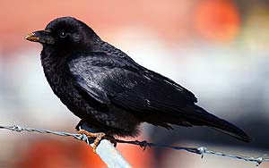 What Do American Crows Eat?