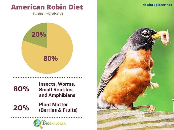 What Do American Robins Eat?