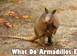 what do armadillos eat?