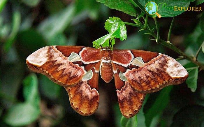 What Do Atlas Moths Eat?