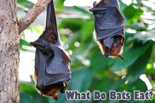 What Do Bats Eat? | Bats Diet By Types | What Eats Bats? | BioExplorer