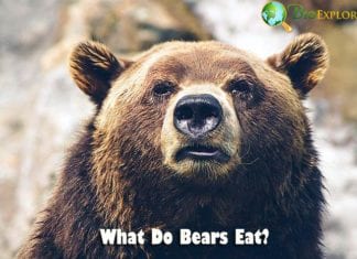 What Do Mammals Eat? | Mammals Diet By Species | Biology Explorer