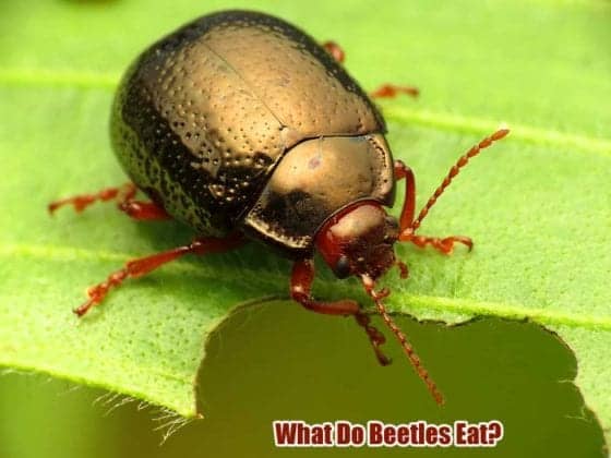 What Do Beetles Eat? | Beetles Diet | Can Beetle Eat Animals Too?