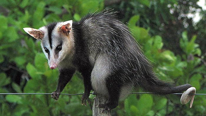 What do big-eared opossums eat?