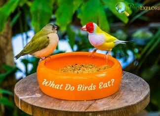 What Do Birds Eat?